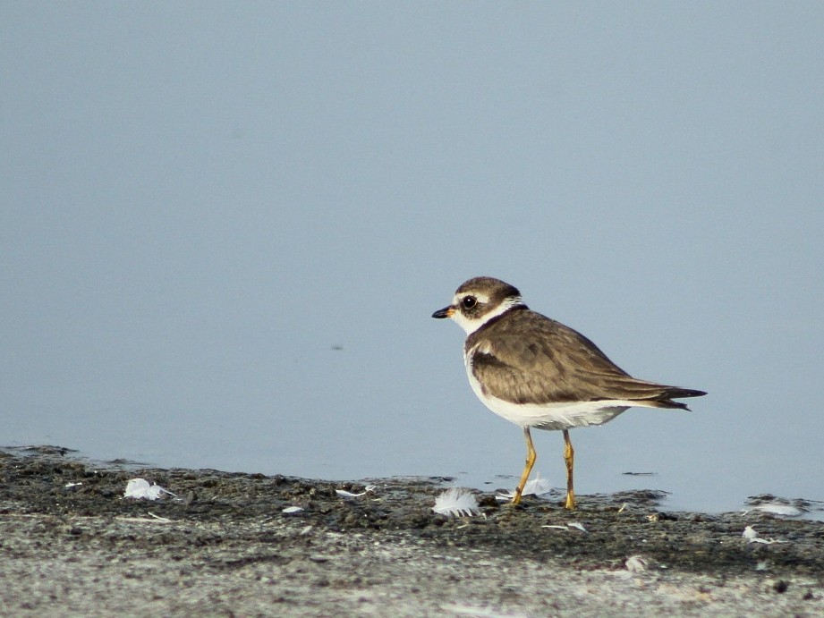 Semipalmated Plover - ML646084015