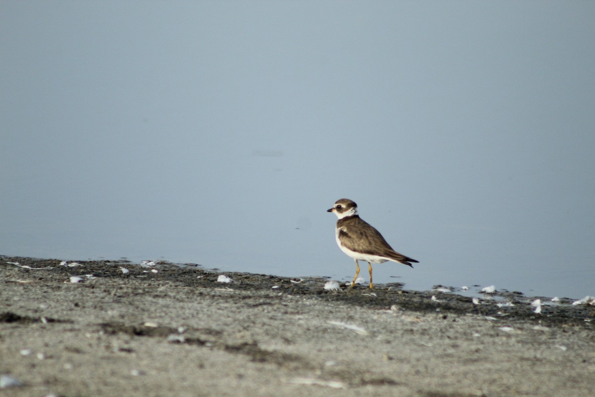 Semipalmated Plover - ML646084016