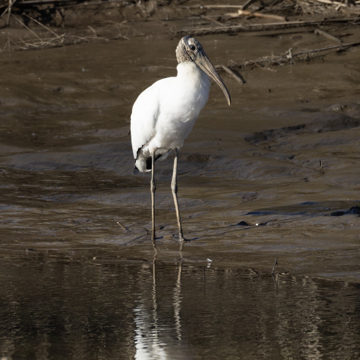 Wood Stork - ML646084024