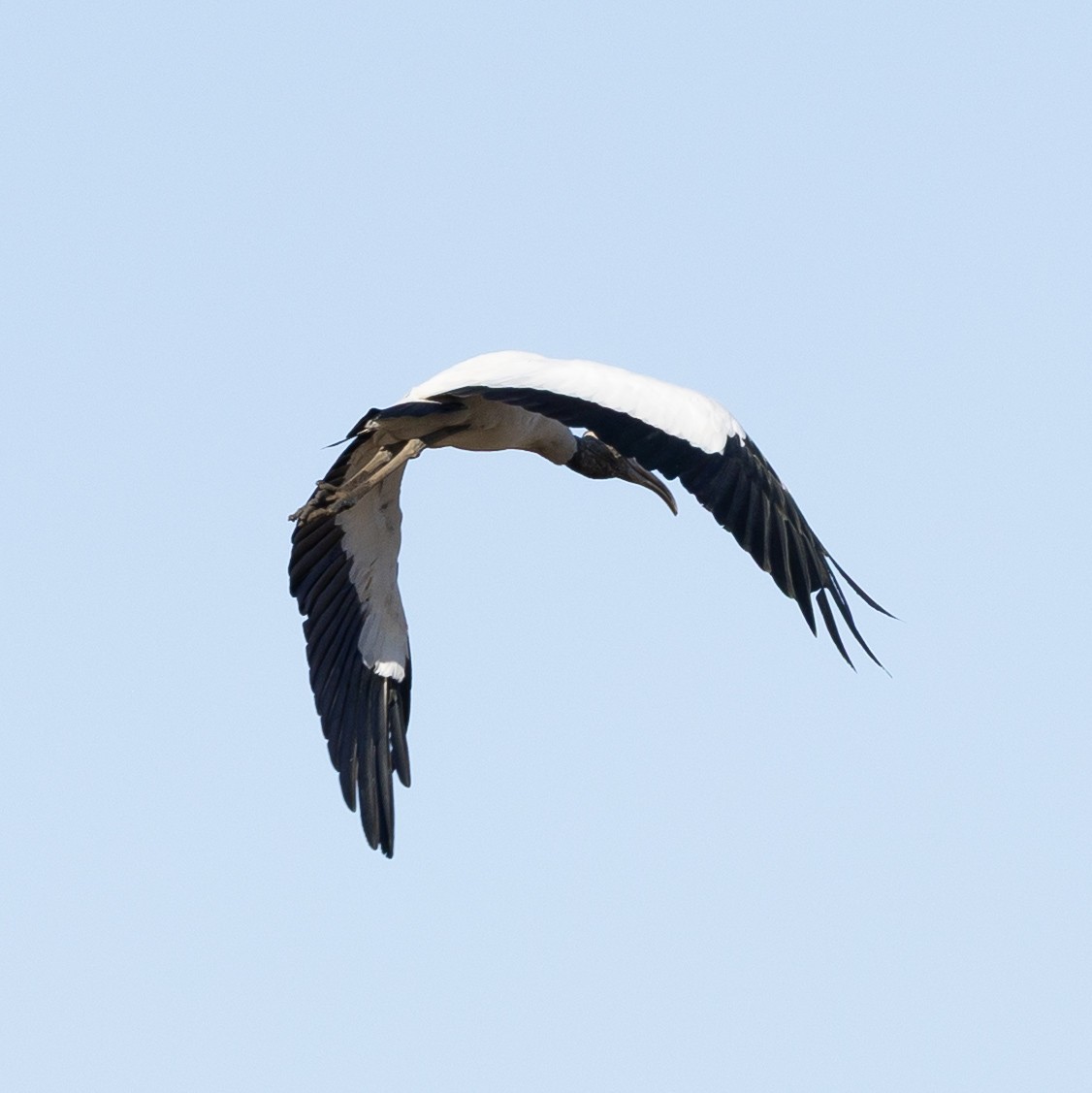 Wood Stork - ML646084035