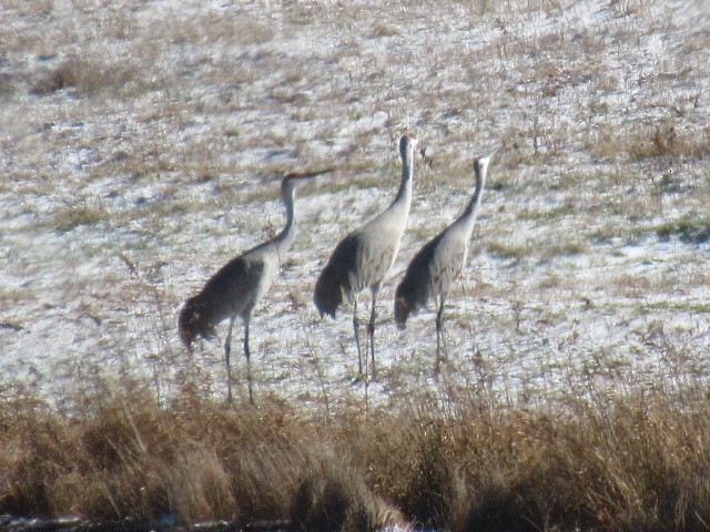 カナダヅル - ML646084036