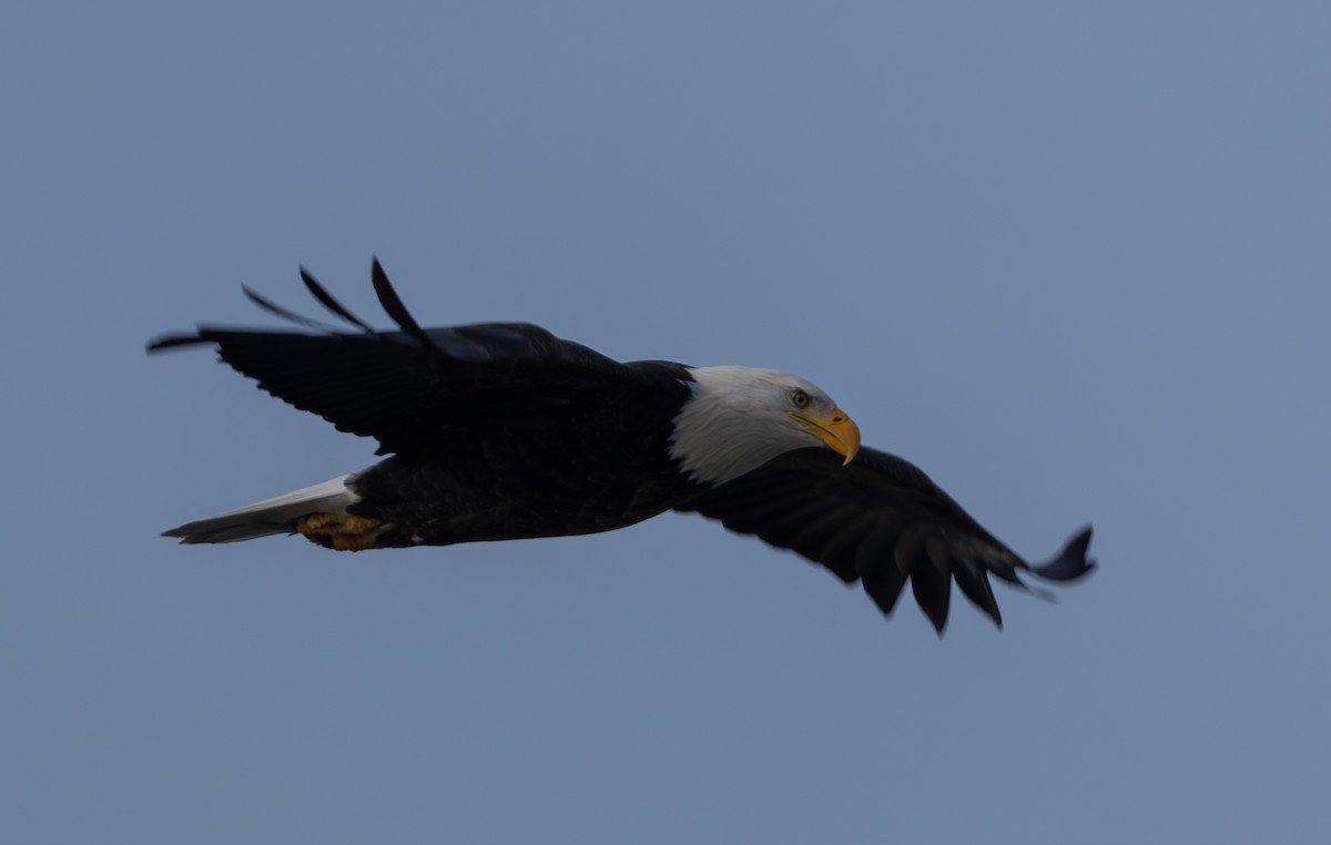 Bald Eagle - ML646084038