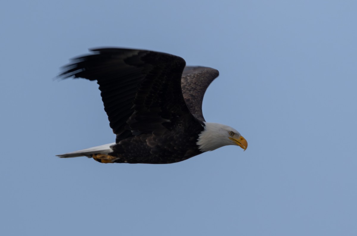 Bald Eagle - ML646084039