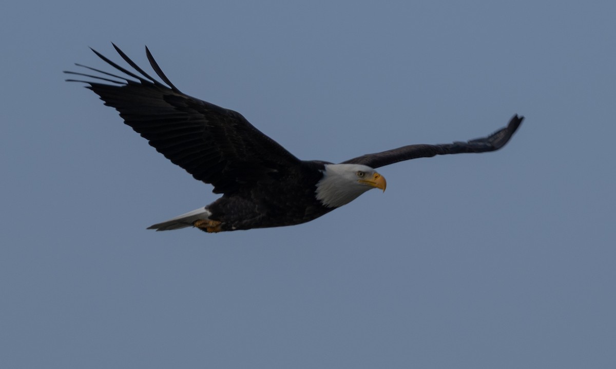 Bald Eagle - ML646084040