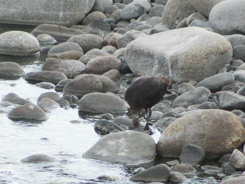 Puna Ibis - ML646084046