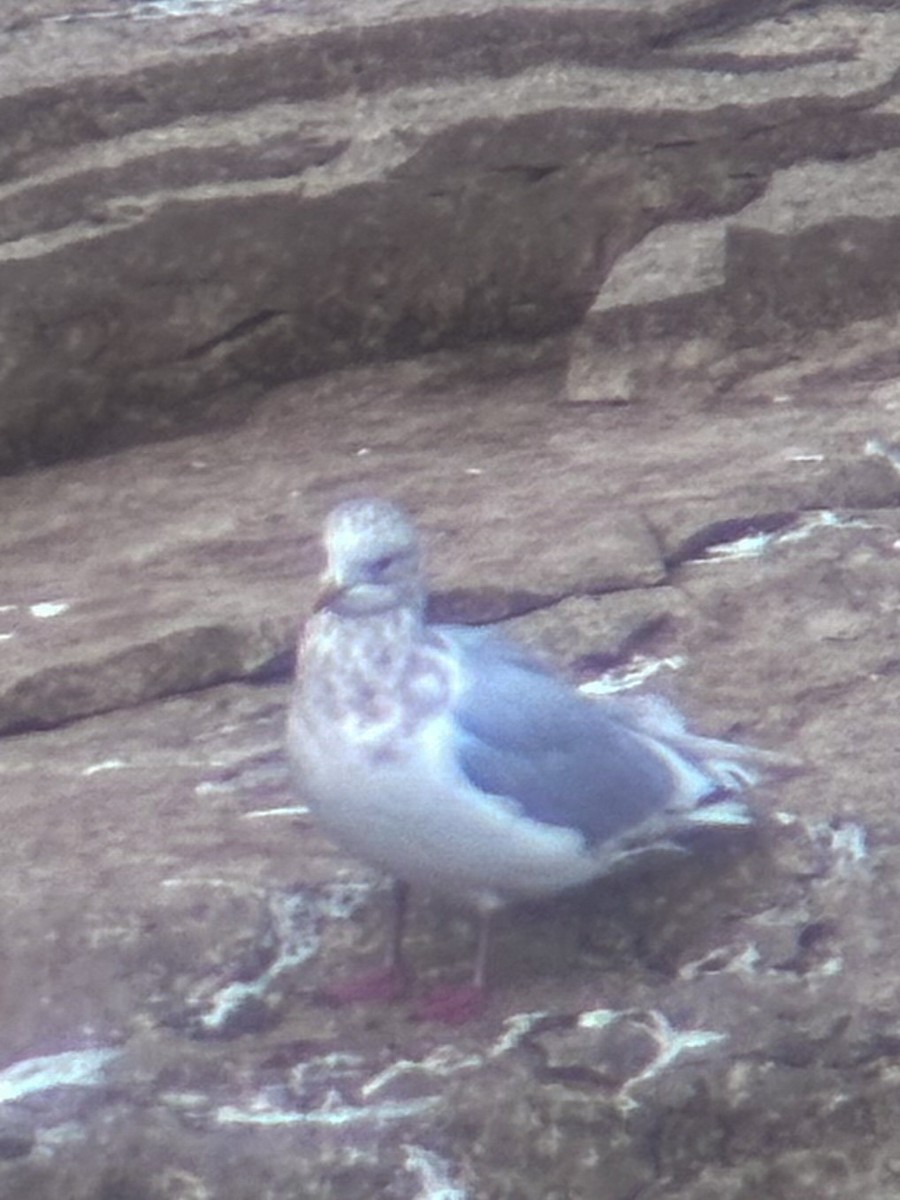 Iceland Gull (kumlieni) - ML646084049