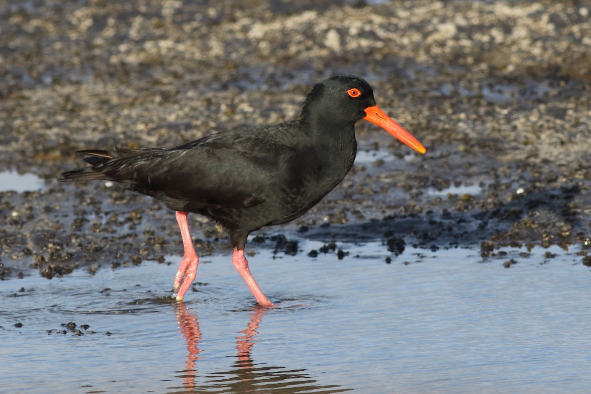 Sooty Oystercatcher - ML646084050