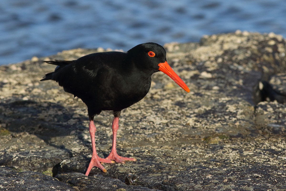 Sooty Oystercatcher - ML646084051