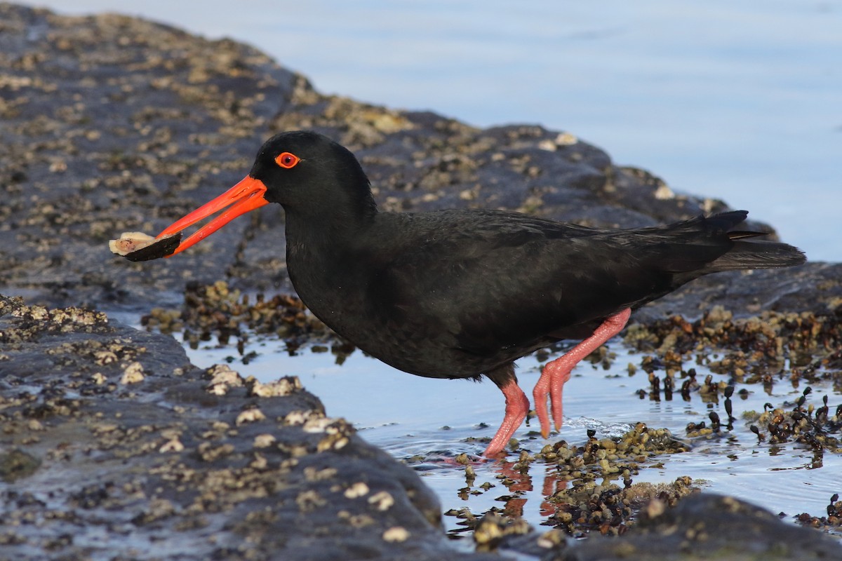 Sooty Oystercatcher - ML646084052