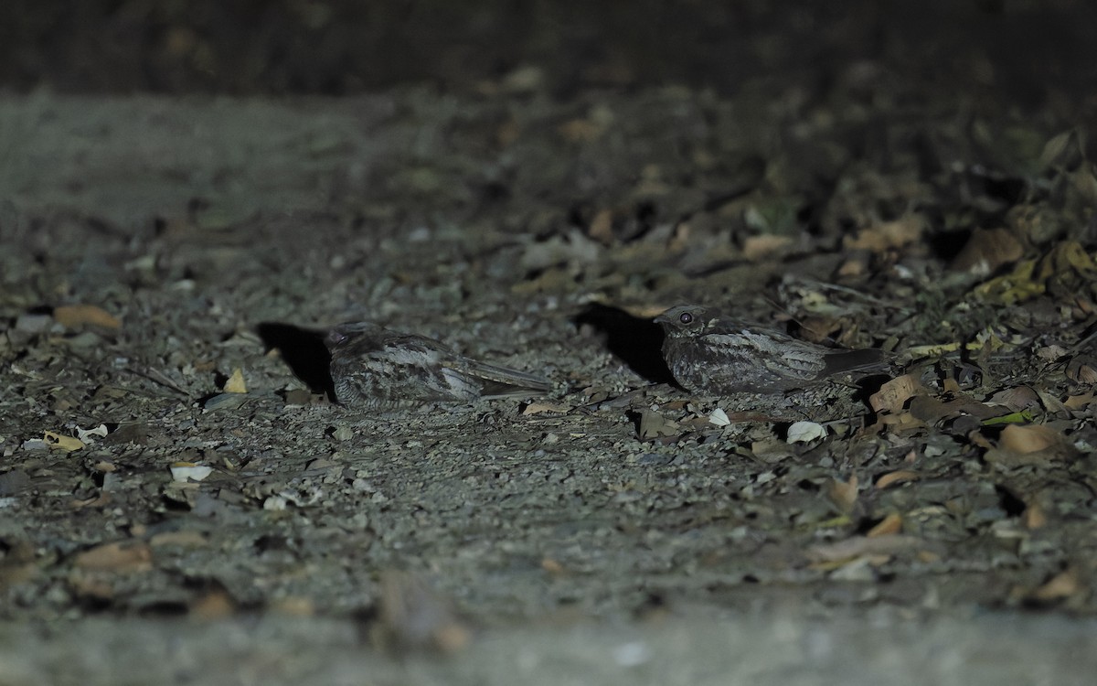 Chotacabras Bigotudo - ML646084059