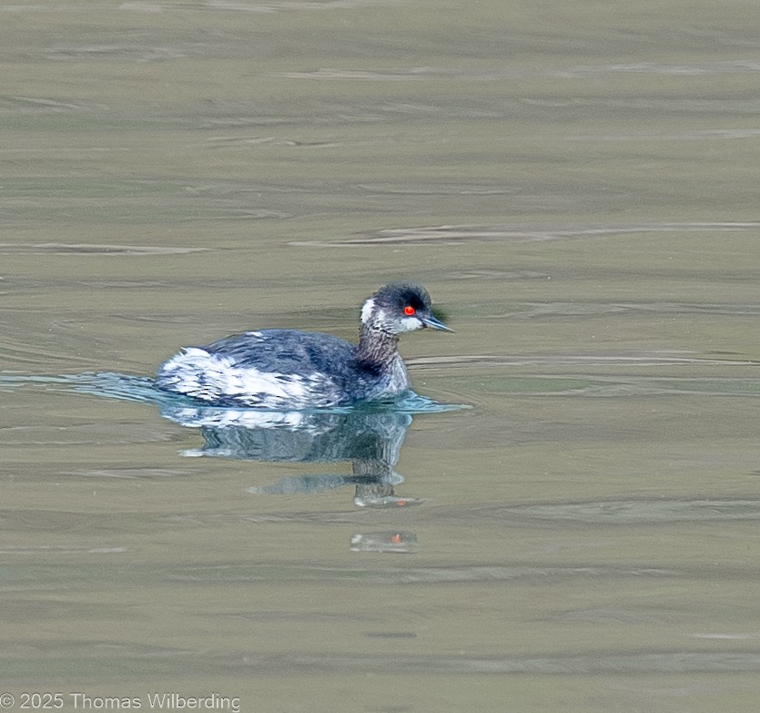 Grèbe à cou noir - ML646084061