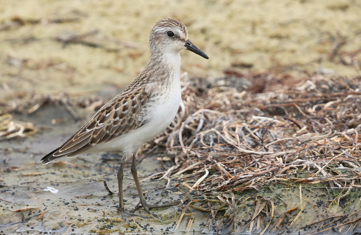 jespák srostloprstý - ML646084065