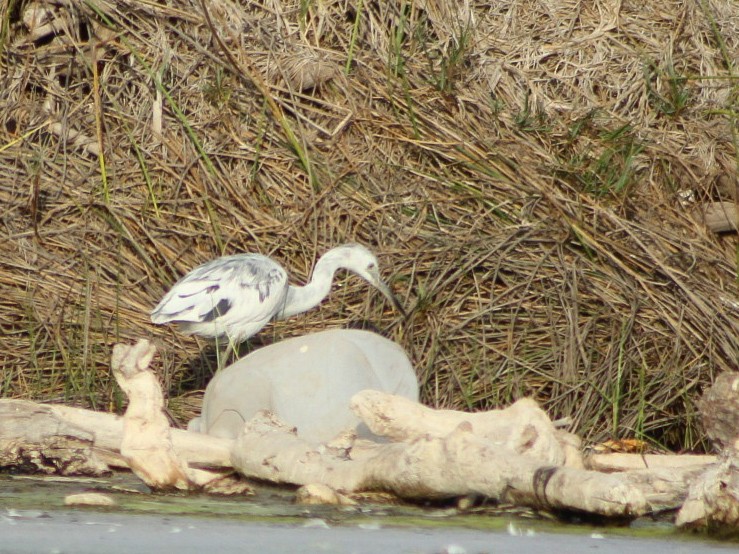 Little Blue Heron - ML646084067