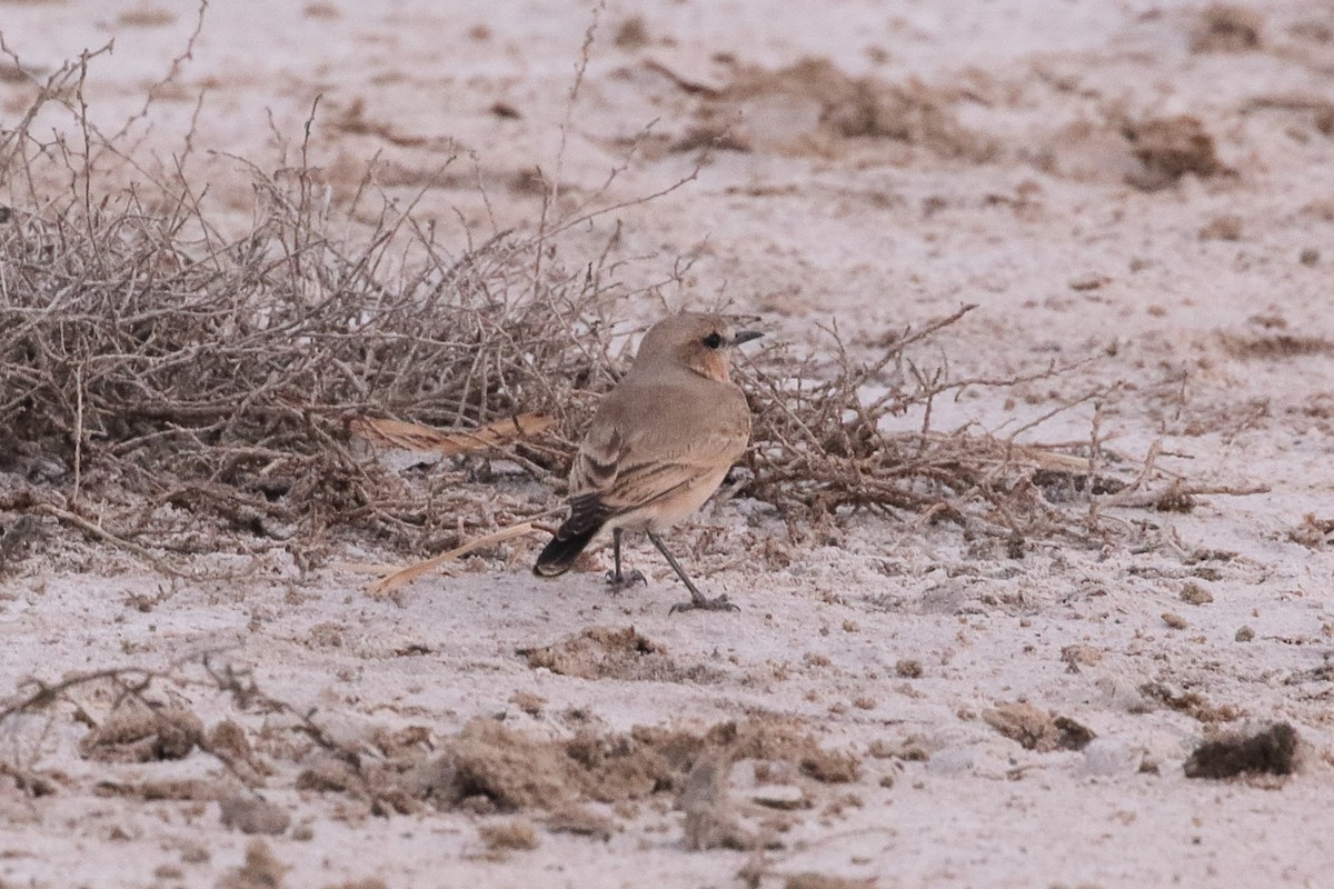 isabellasteinskvett - ML646084068