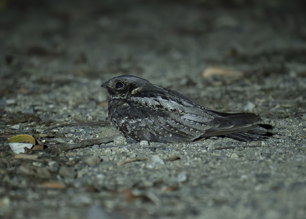 Chotacabras Bigotudo - ML646084069