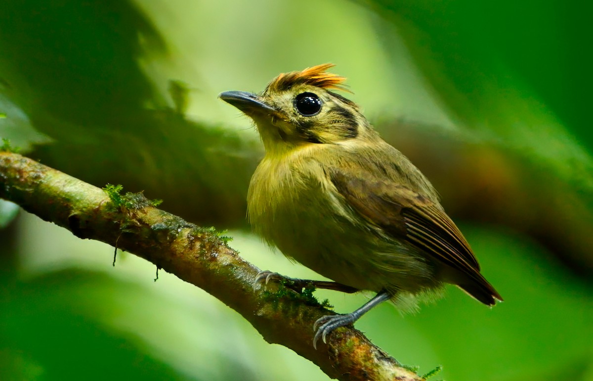 Golden-crowned Spadebill - ML646084070