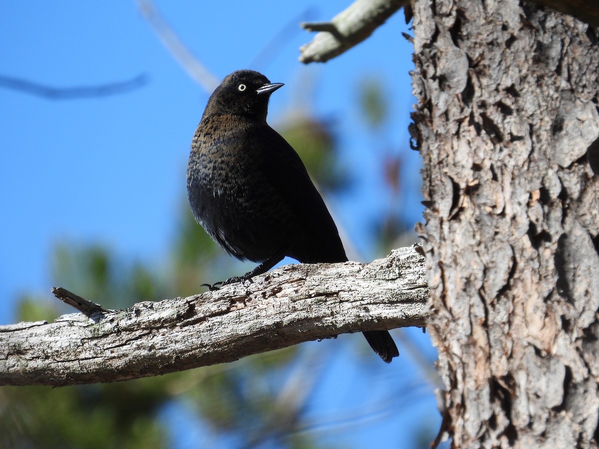 Rusty Blackbird - ML646084072