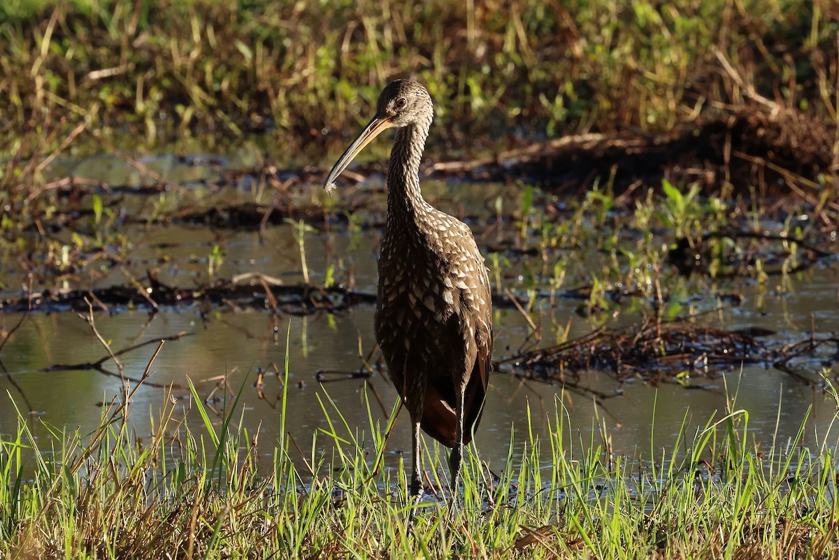 Limpkin - ML646084073
