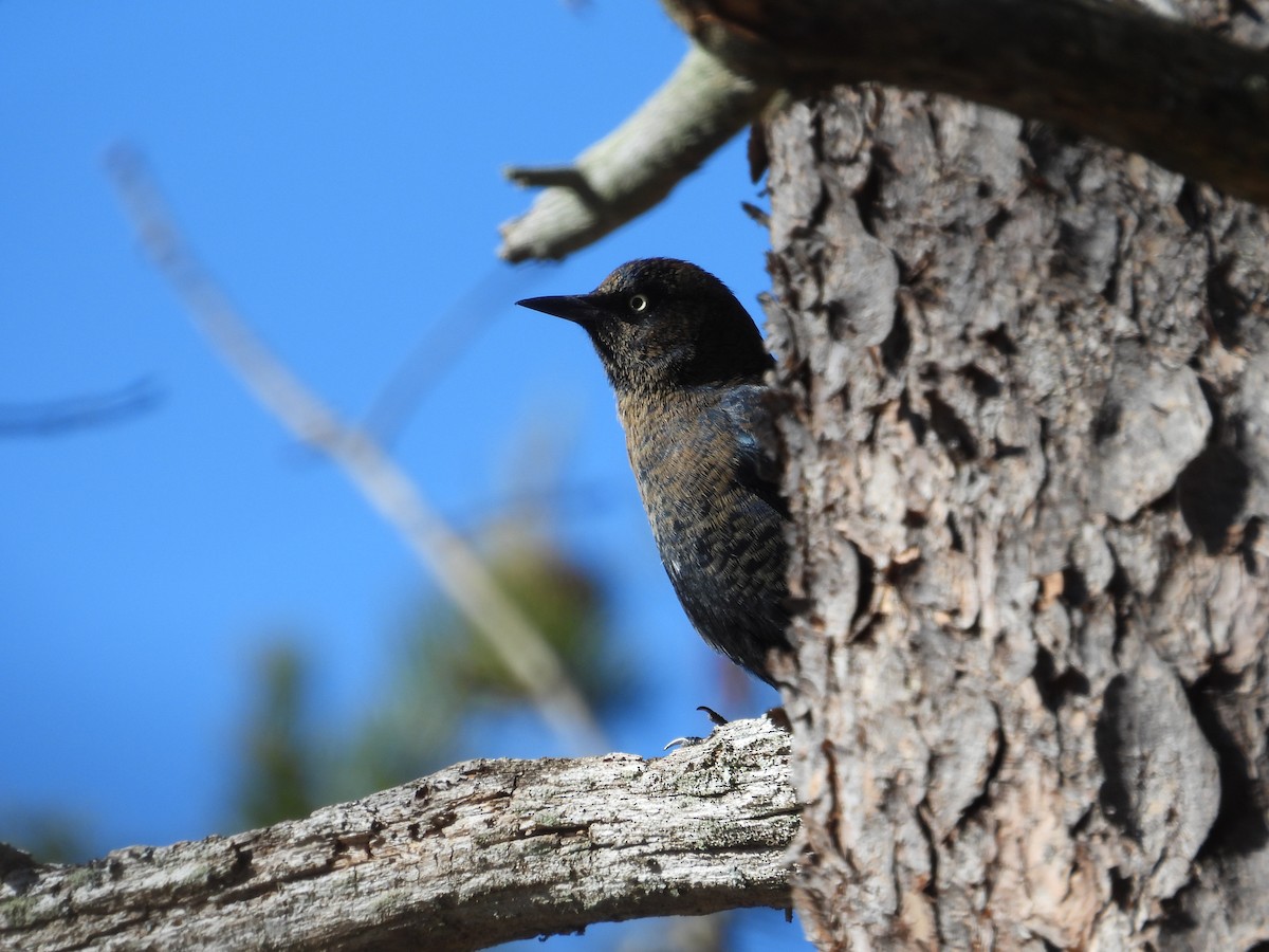 Rusty Blackbird - ML646084074