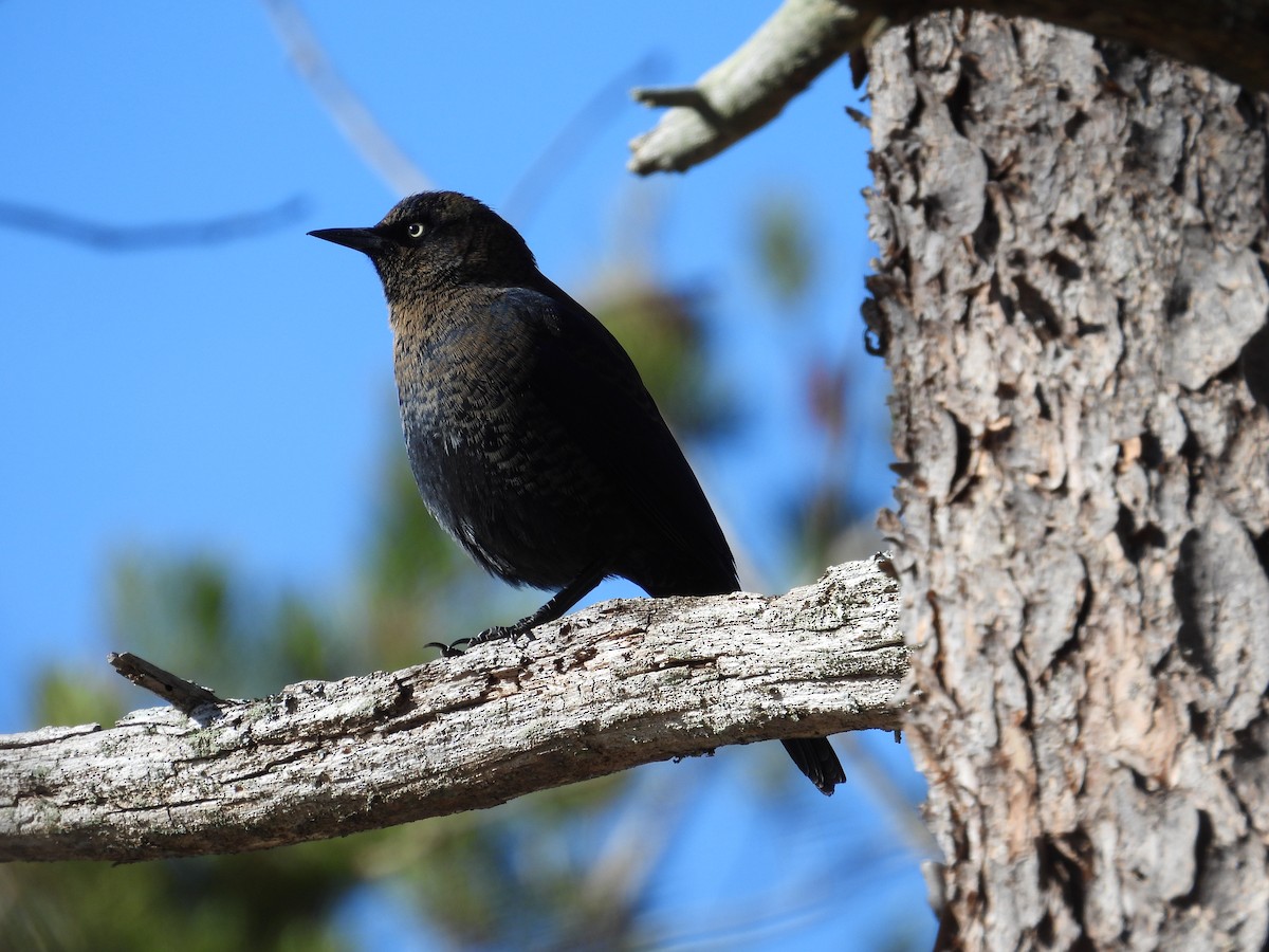 Rusty Blackbird - ML646084075