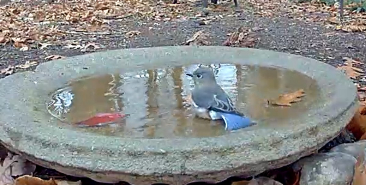 Eastern Bluebird - ML646084079