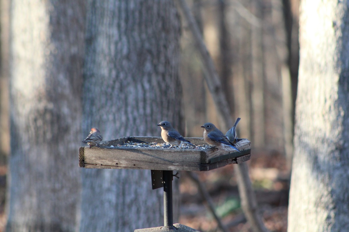 Eastern Bluebird - ML646084080