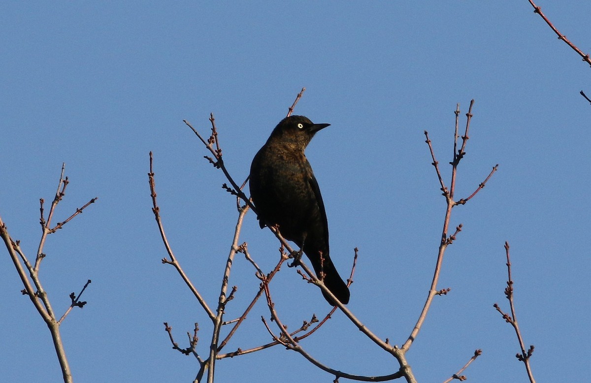 Rusty Blackbird - ML646084083