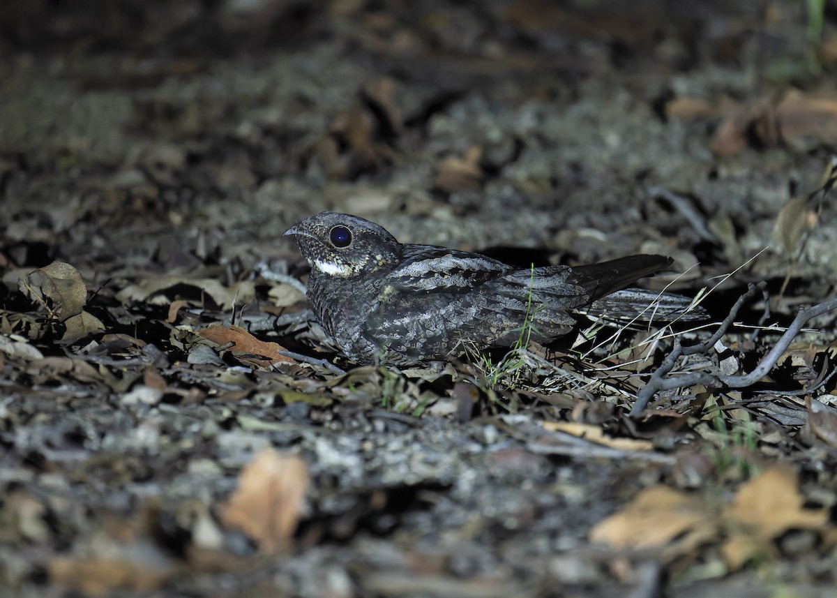 Chotacabras Bigotudo - ML646084086