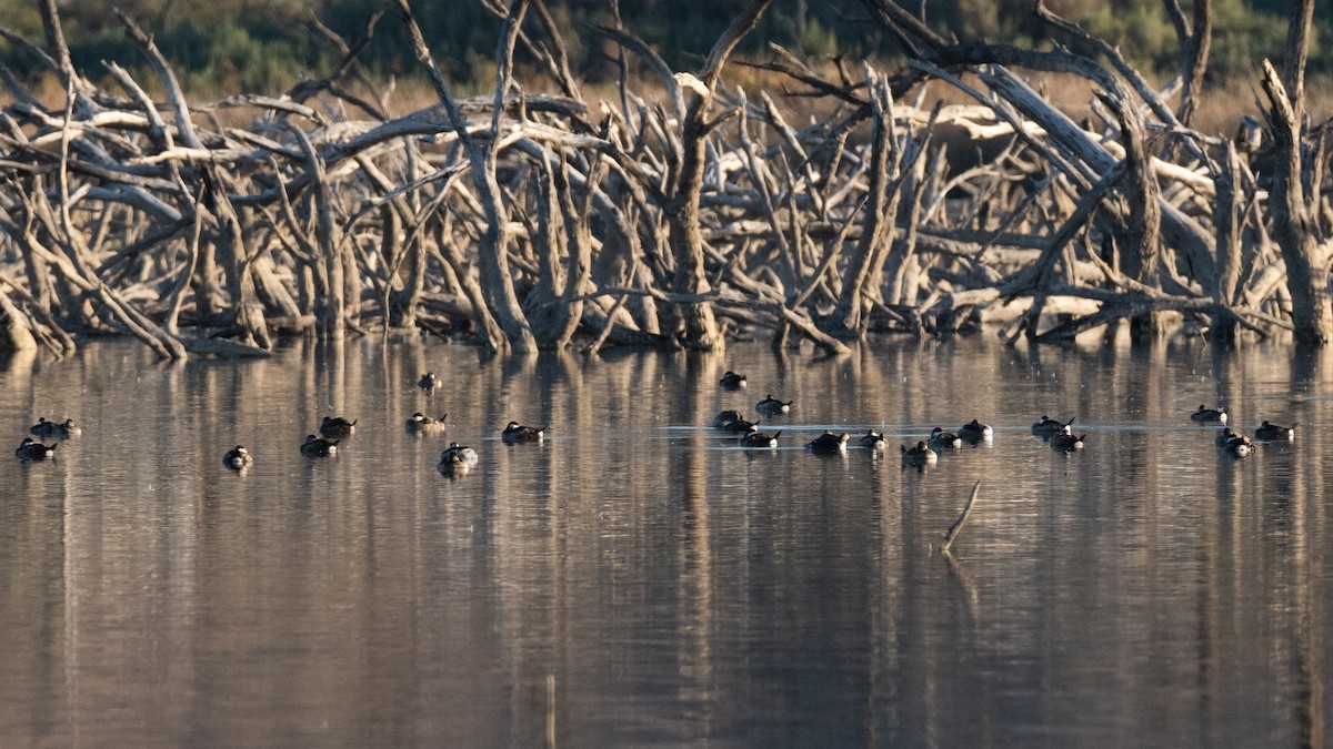 Ruddy Duck - ML646084095