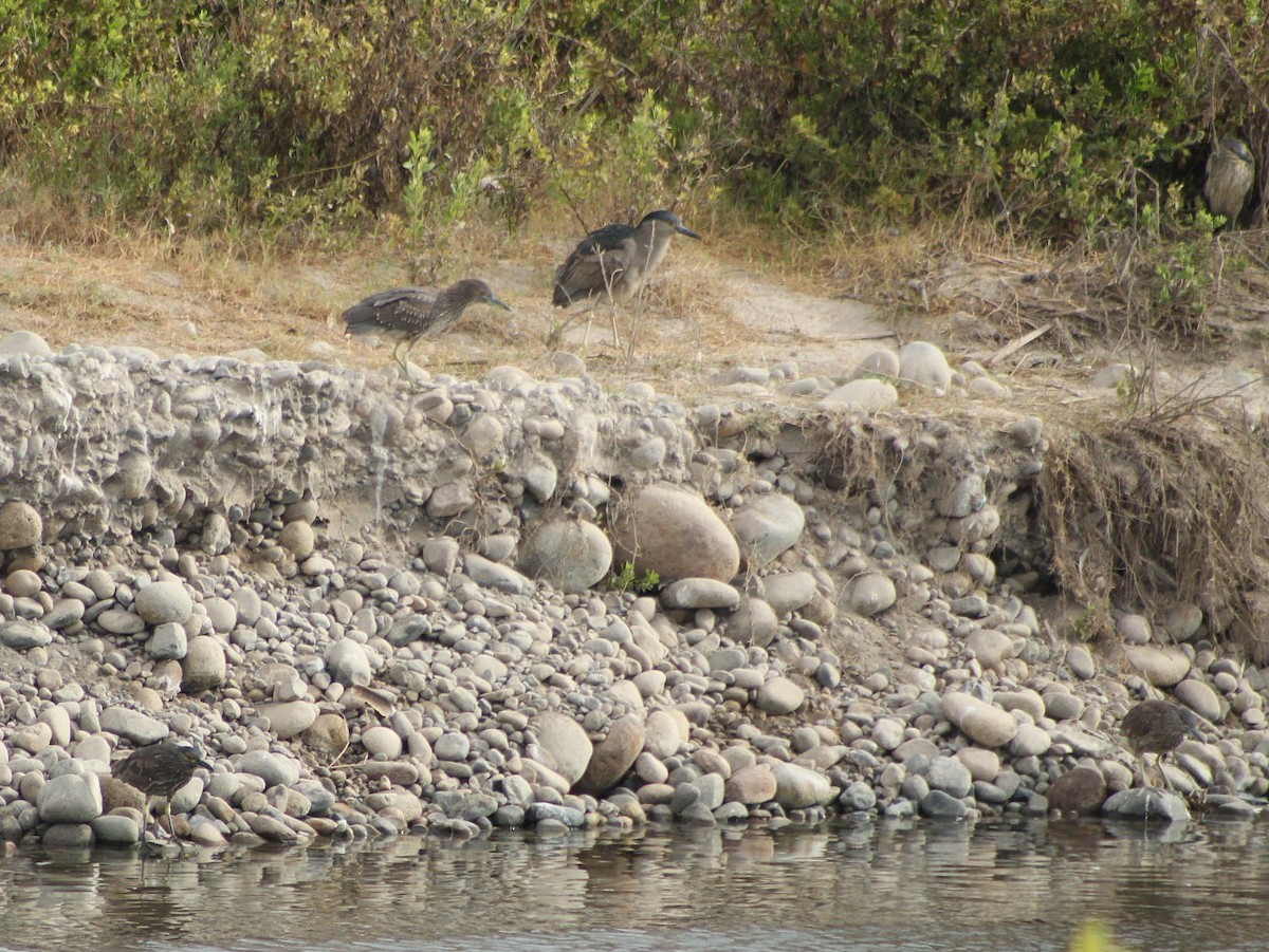 Black-crowned Night Heron (Dusky) - ML646084096