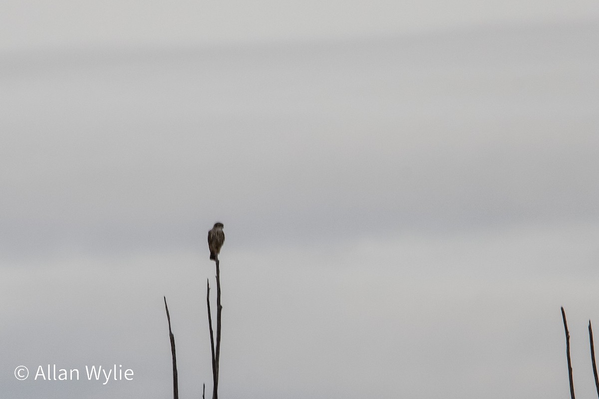 Merlin - ML646084097