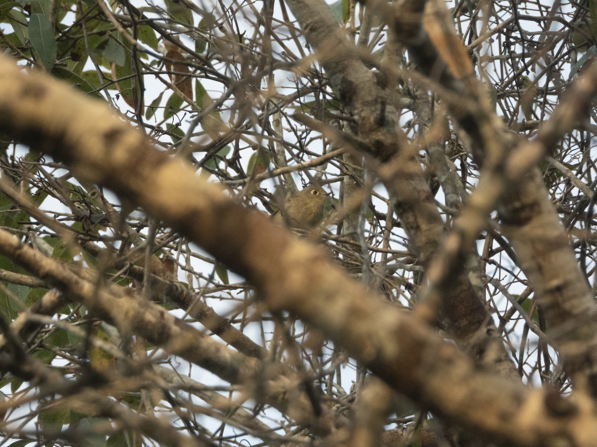מלכילון אמריקני - ML646084101
