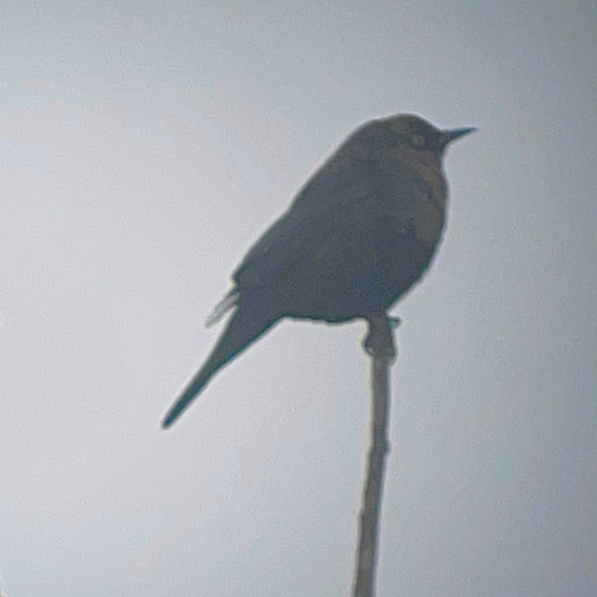Rusty Blackbird - ML646084104