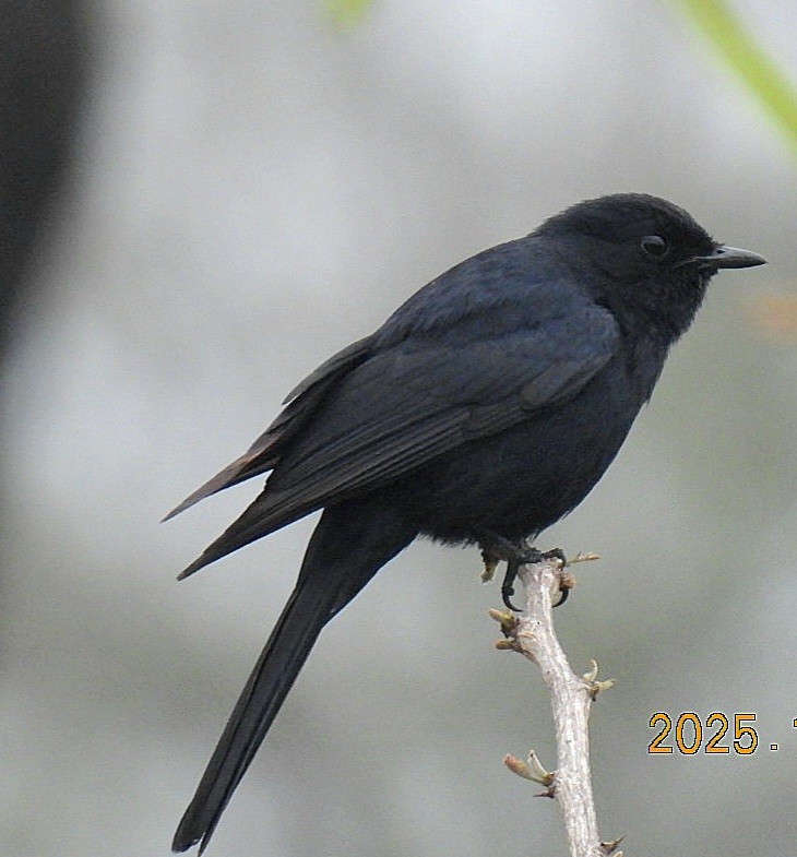 Southern Black-Flycatcher - ML646084105