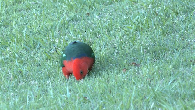 Алістер королівський - ML646084107