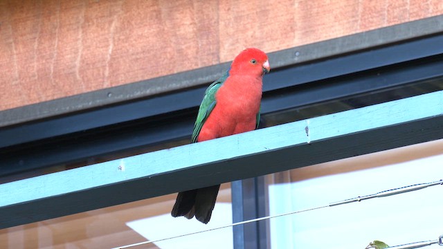 Алістер королівський - ML646084109