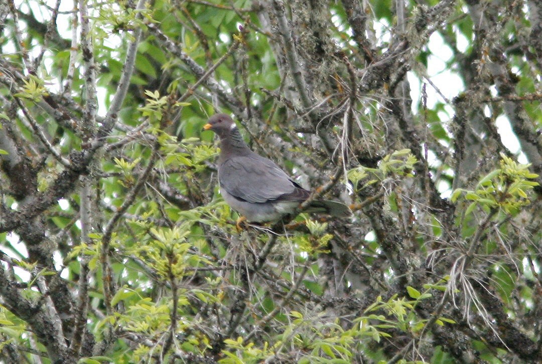Band-tailed Pigeon - ML64608411