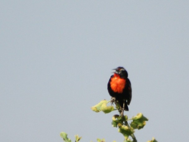 Weißschenkelstärling - ML646084111