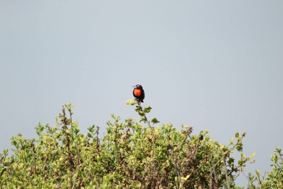 Weißschenkelstärling - ML646084112