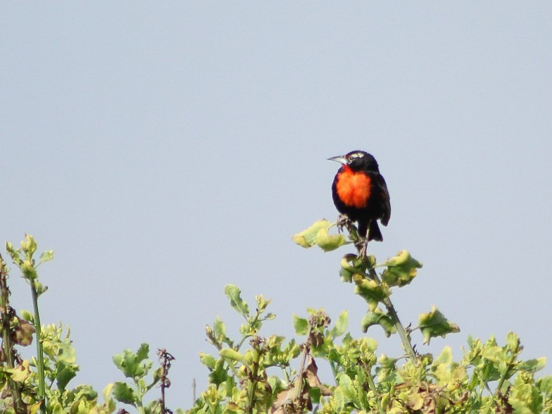 Weißschenkelstärling - ML646084113