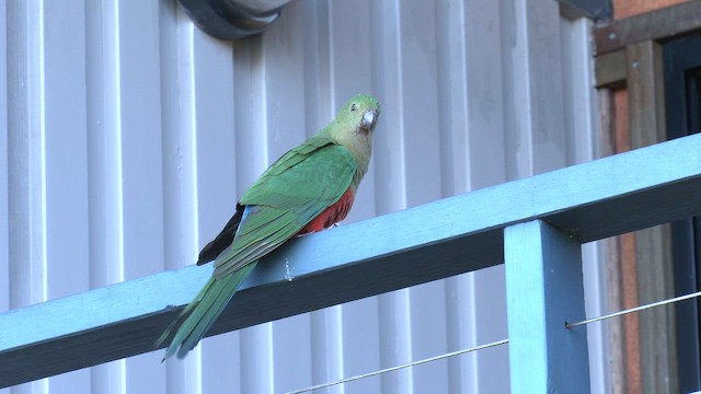 Алістер королівський - ML646084118