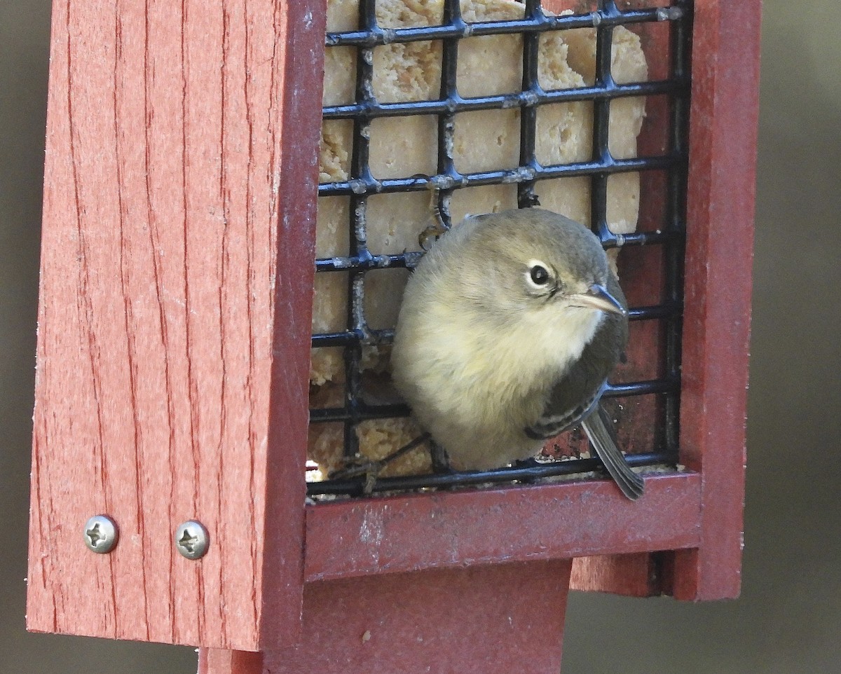 Pine Warbler - ML646084124