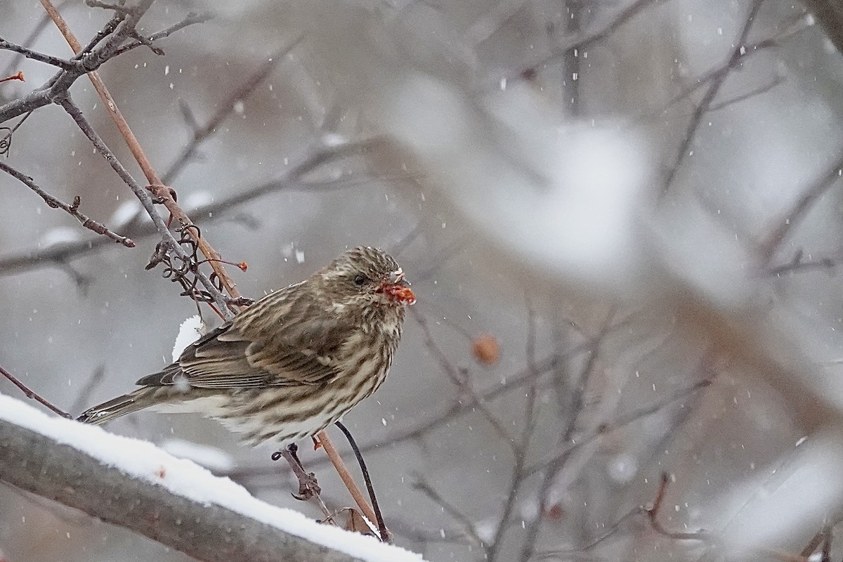 Camachuelo Purpúreo - ML646084127