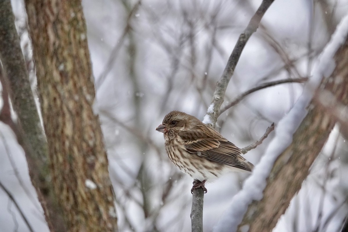 Camachuelo Purpúreo - ML646084128