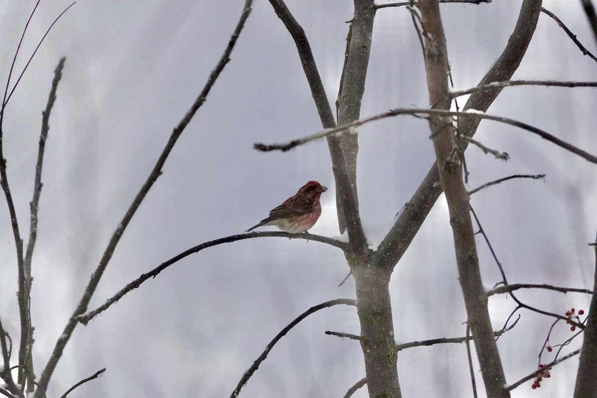 Camachuelo Purpúreo - ML646084129