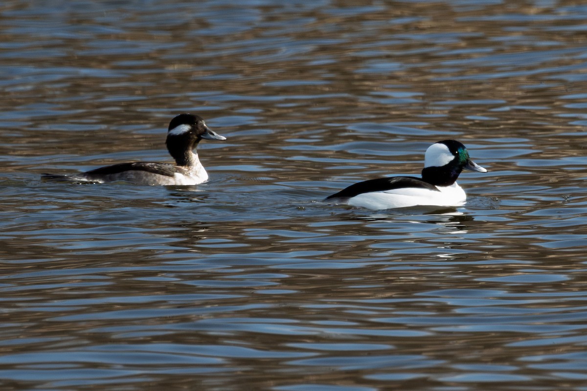 Bufflehead - ML646084134