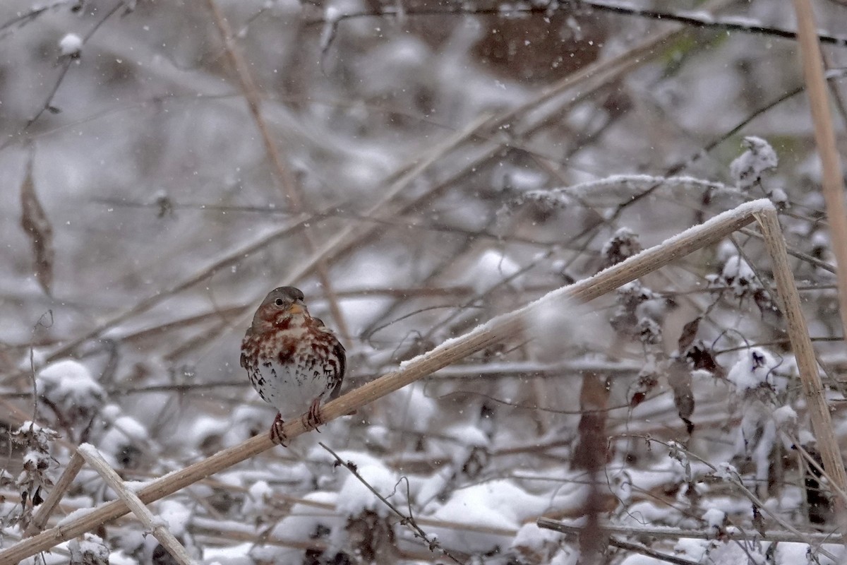 Fox Sparrow - ML646084135