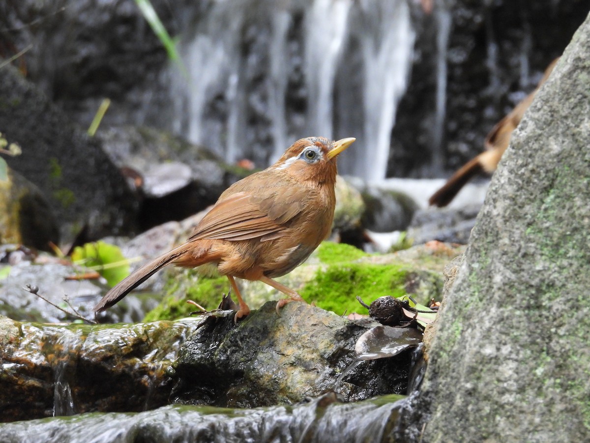 brillelattertrost - ML646084139