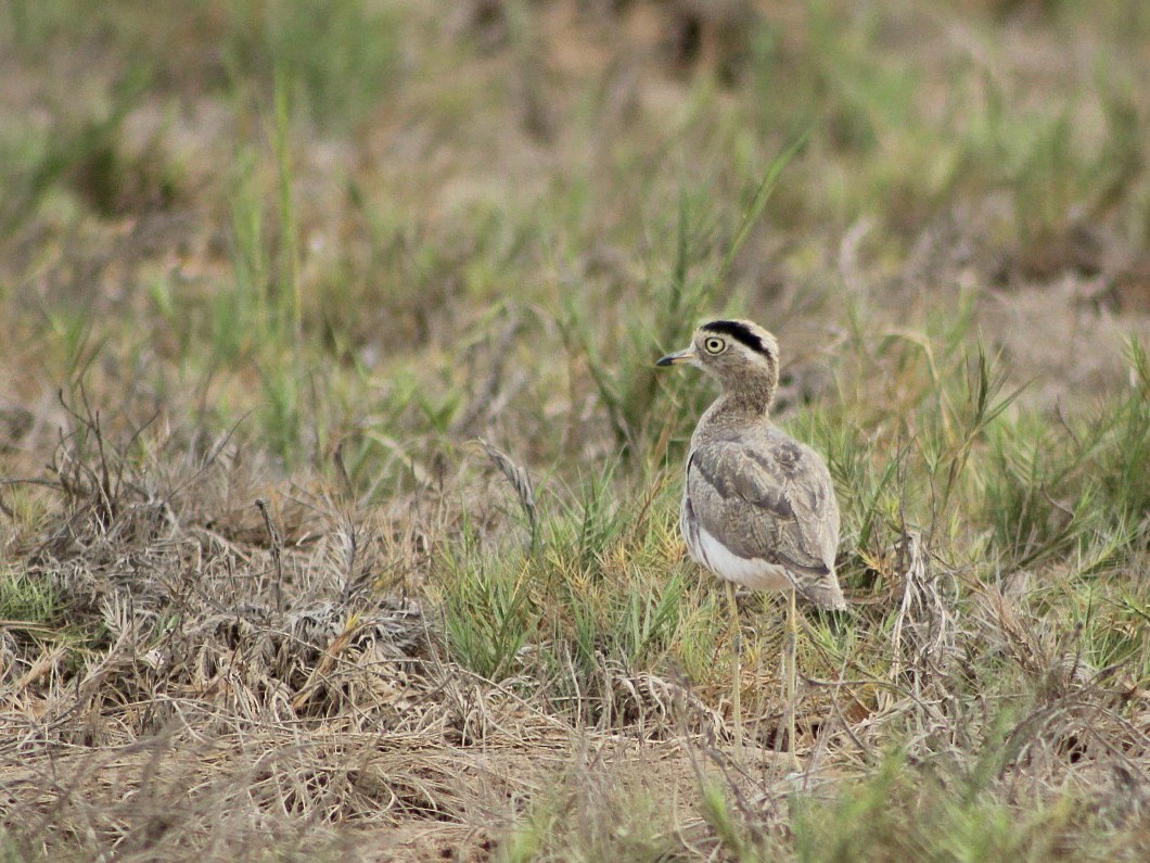 Peruvian Thick-knee - ML646084143