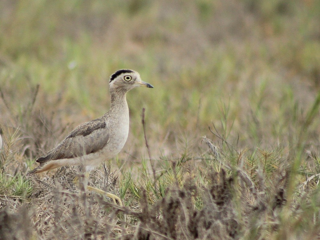 Peruvian Thick-knee - ML646084144